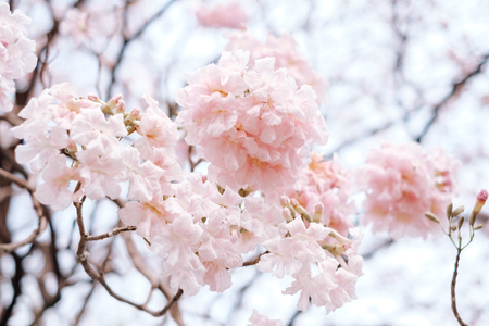 Pink trumpet tree.