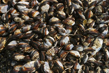 Large cluster of seashells, suitable as a background or wallpaper.