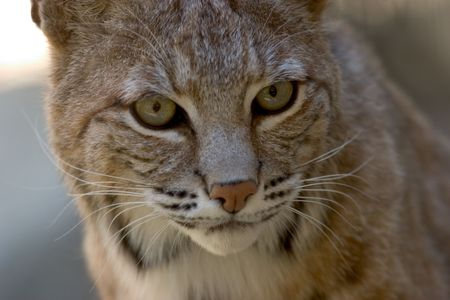 Close-up portrait of a bobcat.