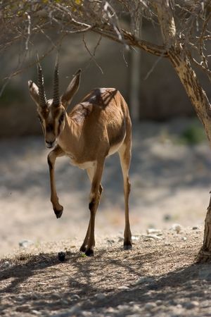 Cuvier's Gazelle, young, with its leg up in aの写真素材