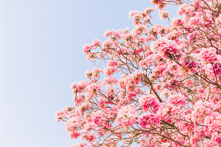 Pink flowers or cherry blossom and tree in spring timeの写真素材