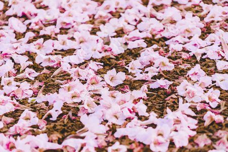Pink flowers or cherry blossom and tree in spring timeの写真素材