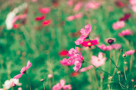 Pink and red cosmos flowers garden, soft focus and retro film look in warm color toneの写真素材