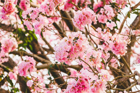 Pink flowers or cherry blossom and tree in spring timeの写真素材
