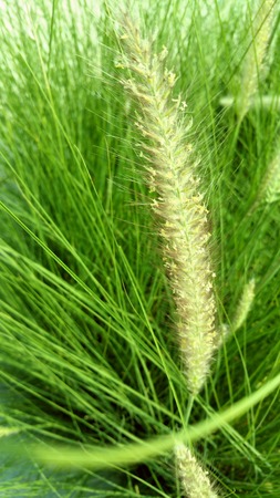 Pennisetum pedicellatum Trinの写真素材