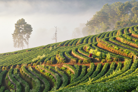 Tea Plantation at Angkhang Mountain, Chiangmaiの写真素材