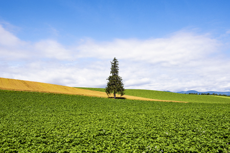 A Tree of Christmas Tree in Summer, Biei, Hokkaido, Japanの写真素材