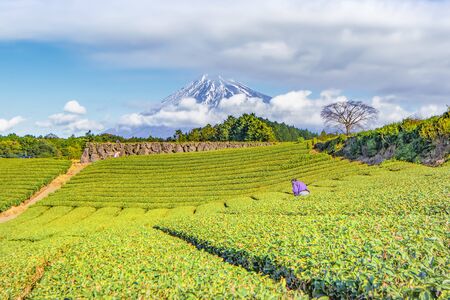 Fuji Mountain and Green Tea Plantation at Fujinomiya, Shizuoka, Japanの写真素材