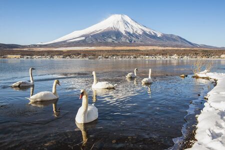 Fuji Mountain and Swans at Yamanakako Lake in Winter, Japanの写真素材