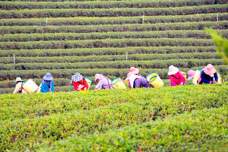 Thailand - January 4, 2019 : Female Worker picking green tea leaves at Chui Fong Green Tea Plantation, Chiang Rai, Thailandのeditorial素材