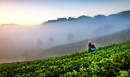 CHIANGMAI, THAILAND - 2019, JANUARY 9 : Farmer picking strawberries at strawberry farm in the morning, Angkhang strawberry plantation, Chiangmaiのeditorial素材