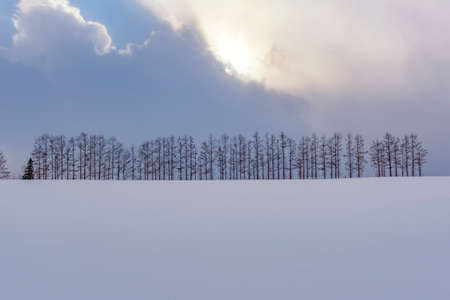 Mild Seven Hills Pine Trees on Snow Hill with Blue Sky at Biei Town, Hokkaidoの写真素材