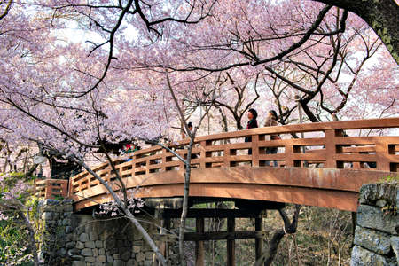 Japan - April 9, 2019 : Tourists enjoy sightseeing Hundreds of Pink Sakura Trees in Takato Castle Ruins Park, One of Top Three Japan Sakura Sightseeing Destination  in Springtime, Ina, Naganoのeditorial素材