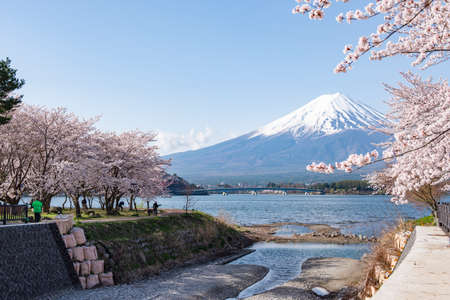 Fuji Mountain and Pink Sakura in Spring at Kawaguchiko Lake, Japanのeditorial素材