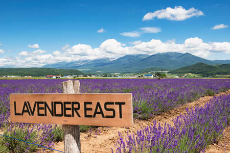 Japan - July 15, 2019 : Rows of Lavender Field blooming vivid in Summer blue sky day at Lavender East, One of Tourist Destination in Nakafurano, Hokkaidoのeditorial素材