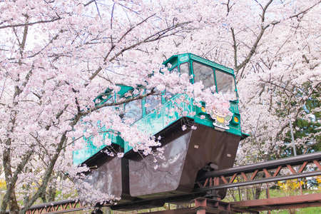Japan - April 11, 2019 : Tourist Sightseeing Tram run along the railway among Hundreds of Sakura Trees Tunnel in Spring at Funaoka Castle Ruins Park in Spring Cherry Blossom Festival, Sendai, Miyagiのeditorial素材