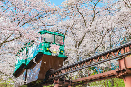Japan - April 11, 2019 : Tourist Sightseeing Tram run along the railway among Hundreds of Sakura Trees Tunnel in Spring at Funaoka Castle Ruins Park in Spring Cherry Blossom Festival, Sendai, Miyagiのeditorial素材