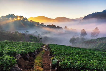 Scenic View of Morning Mist and Terrace Strawberry Plantation at Sunrise, Ang Khang Mountain , Fang, Chiang Mai, Thailandの写真素材