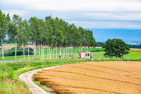 Japan - July 18, 2019 : Tourists enjoy sightseeing scenic landscape of Pine Trees and Seven Stars Tree with golden crop field in summer at Biei Patchwork Road, Biei, Hokkaidoのeditorial素材