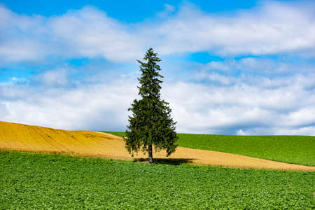 A Tree of Christmas Tree, Landmark of Biei Patchwork Road , Biei Town, Hokkaido, Japanの写真素材