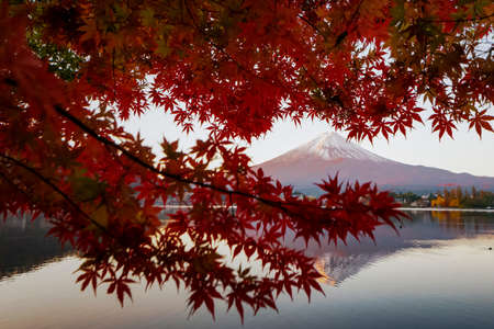 Fuji Mountain Reflection and Red Maple Leaves in Morning Autumn at Lake Kawaguchiko, Japanの写真素材