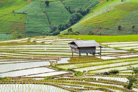 Step ladder rice filed, Ban Pa Bong Piang Hill tribe village, Chiangmai, Thailand.の写真素材