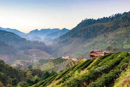 Scenic view of Terrace Tea Plantation with Morning Mist in Winter at Rai Cha 2000 Royal Project Tea Plantation, Doi Angkhang Mountain, Chiang Mai, Thailandの写真素材
