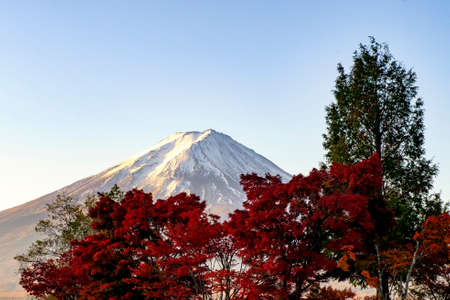 Red Maple Tree Tunnel in Autumn at Momiji Corridor with Fuji Mountain Background, Kawaguchiko Lake, Japanの写真素材