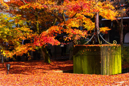 Japan - November 24,2019 : Colorful maple trees blooming vividly in autumn in the garden of Eikando temple,Kyotoのeditorial素材