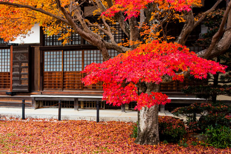 Japan - November 23, 2019 : Red Maple Leaves blooming vividly in autumn in the garden of Kyoto Temple, Kyotoのeditorial素材