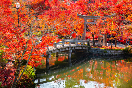 Japan - November 22, 2019 : Stone Bridge covered with Red Maple Trees blooming vividly in autumn at Eikando Temple, Kyotoのeditorial素材