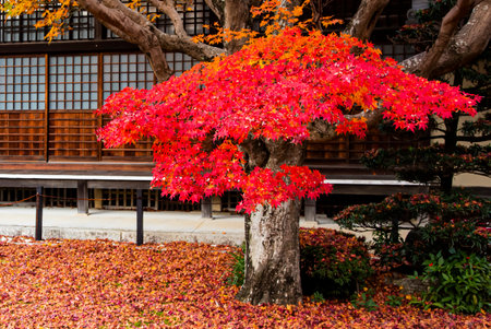 Japan -November 24,2019 : Red maple tree blooming vividly in autumn at Garden of Genkoan Temple. Northern Kyotoのeditorial素材
