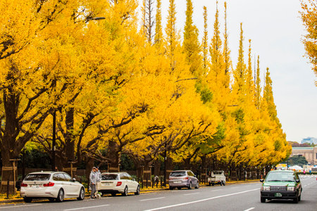 Japan - November 15, 2019 : Colorful Gingko Trees blooming vividly in autumn at Icho Namiki Gingko Avenue, Tokyoのeditorial素材