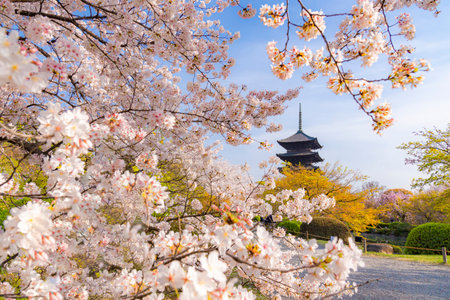 Japan - April 3, 2023 : Ancient Pagoda of Toji Temple with Sakura Trees full bloom in Spring, Kyoto, Japanのeditorial素材