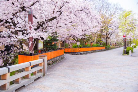 Japan - March 30, 2023 : Row of Pink Sakura Trees fully blooming in Springtime at Gion Shirakawa, Kyotoのeditorial素材
