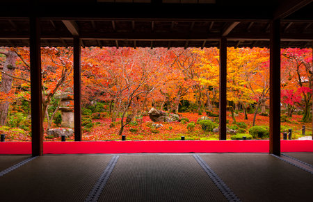 Japan - November 21, 2022 : Scenic view of Colorful maple garden in autumn at Enkoji Temple, Kyotoのeditorial素材