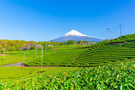 Fuji mountain and Green Tea Plantation, Fujinomiya , Shizuoka, Japanの写真素材