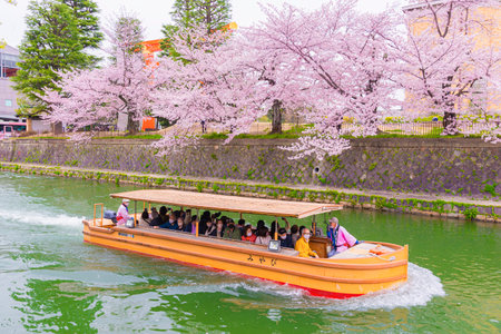 Japan - April 1, 2024 :Tourists enjoy sightseeing Pink sakura trees along canal at Heian shrine in Springtime, Kytooのeditorial素材