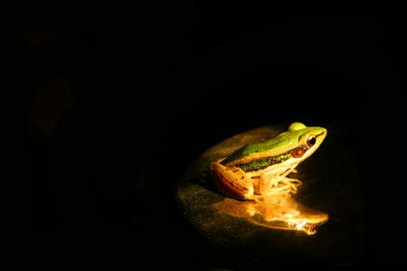 Green frog sitting の写真素材