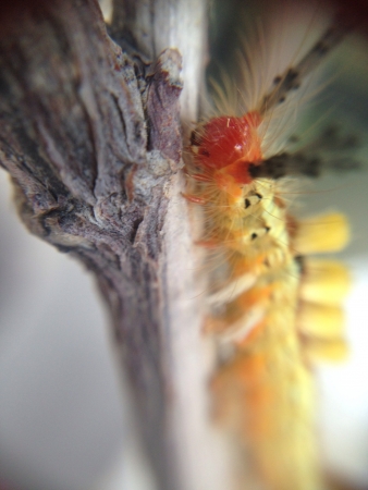 Hairy caterpillar on tree branchの素材