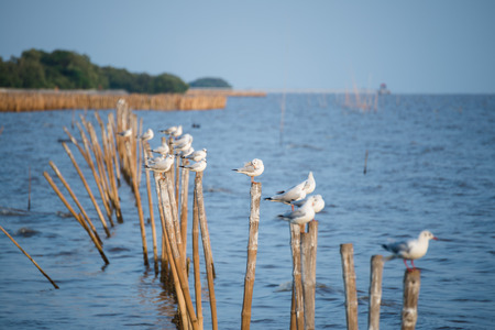 Seagull standing on a wooden