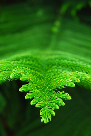 Pine leaves, selective focusの写真素材