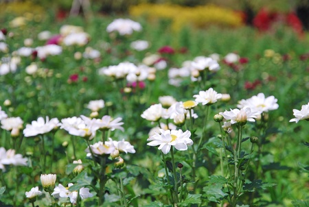 Blooming flowers in a botanical garden. Selective focus.の写真素材