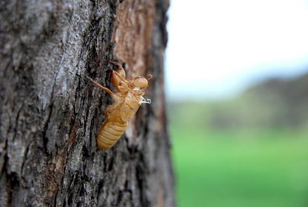 Slough of cicada  on a pine tree. Selective focus.の写真素材