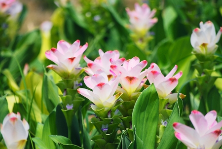 Colorful blooming Siam Tulip flowers in a garden.の写真素材