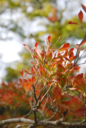 Tree leaves turn to red in autumn.の写真素材