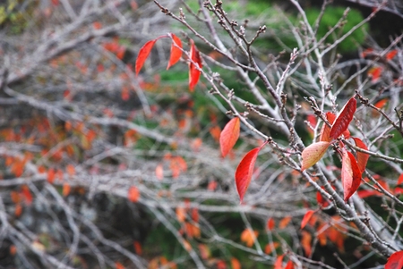 Tree leaves turn to red in autumn.の写真素材