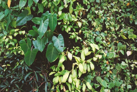 Plant wall, natural green bush leafs background.の写真素材