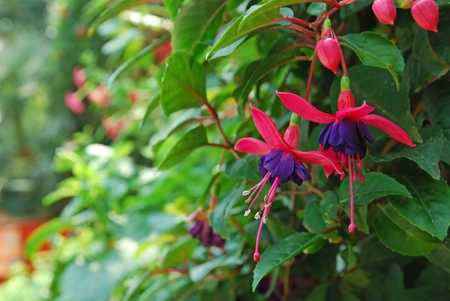 Colorful beauty flowers in a garden. Selective focus.の写真素材