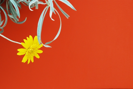 beautiful flower on a vivid color background.の写真素材